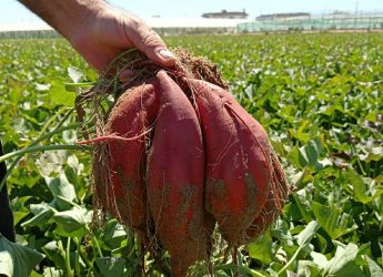 comprar-boniatos-en-malaga