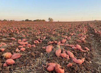 plantacion-de-boniatos