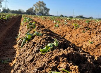 plantaciones-de-boniatos